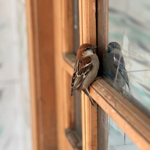 How Does Bird-Friendly Glass Work To Prevent Bird Collisions?